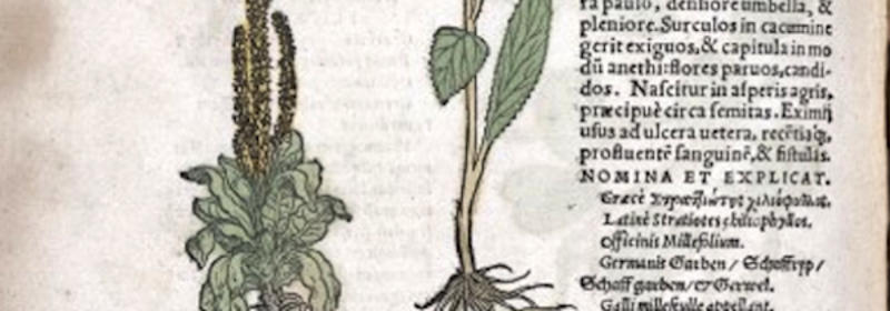 dioscoridesherbalwellcome